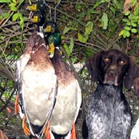 2004 duck opener